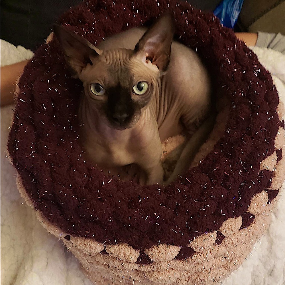 Pet bed